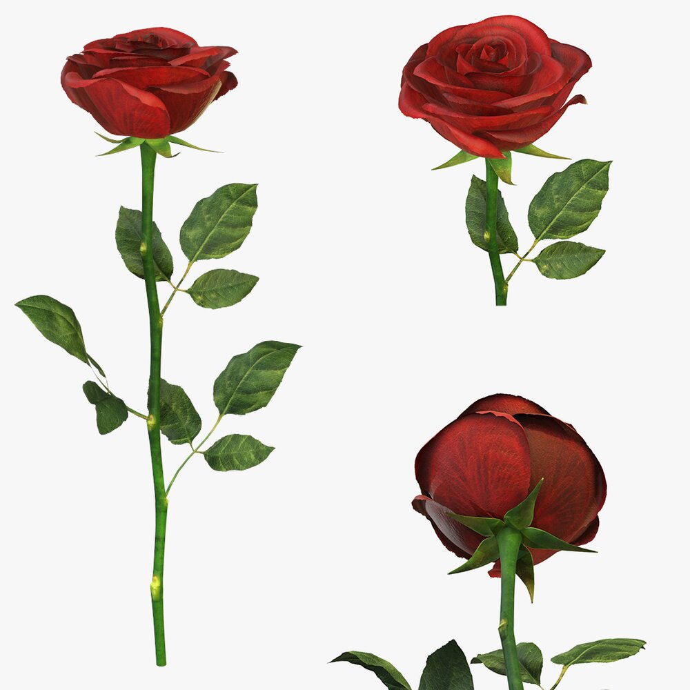 Single Beautiful Red Rose 3D-Modell