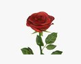 Single Beautiful Red Rose Modello 3D
